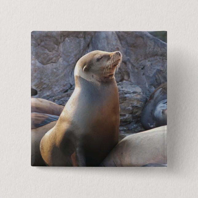 Sea Lion Button (Front)