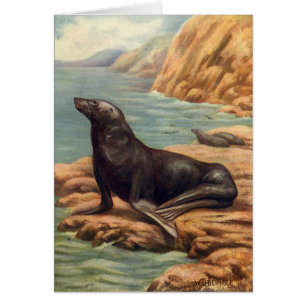 Sea Lion by the Seashore, Vintage Marine Mammals Cards