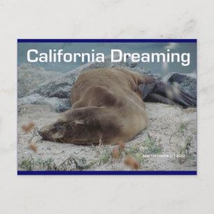 Sea Lion - California Dreaming - Postcard