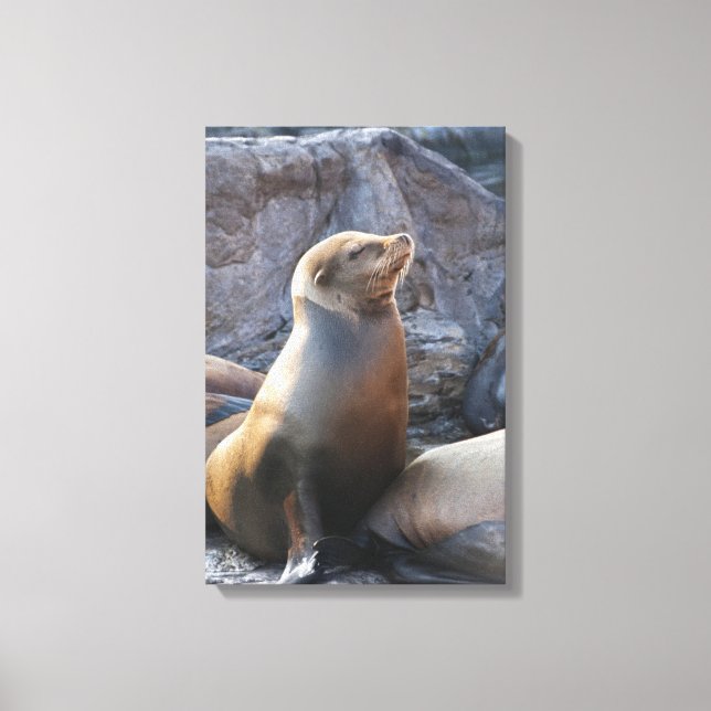 Sea Lion Canvas Print (Front)