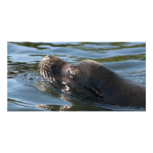 Sea Lion Card