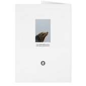 Sea Lion Cards (Back)