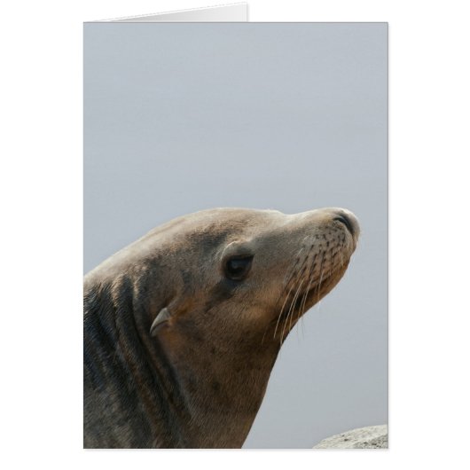 Sea Lion Cards (Front)