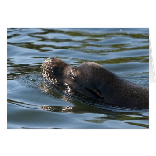Sea Lion Cards (Front Horizontal)