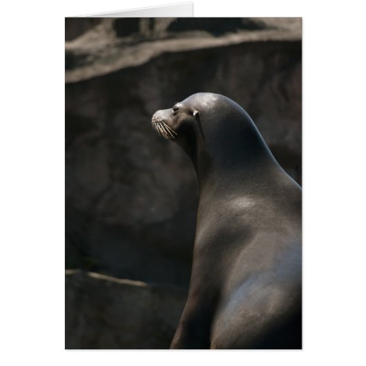 Sea Lion Cards (Front)