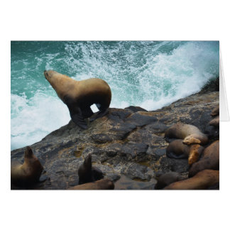 Sea Lion Cards