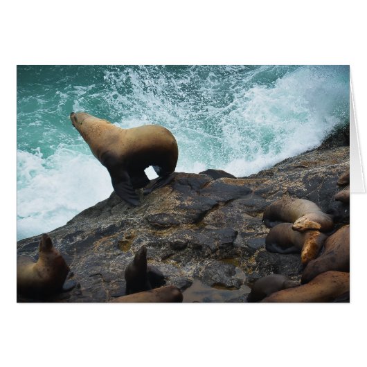 Sea Lion Cards (Front Horizontal)