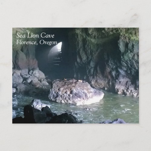 Sea Lion Cave OR Postcard