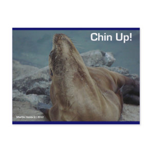 Sea Lion - Chin Up! - Postcard