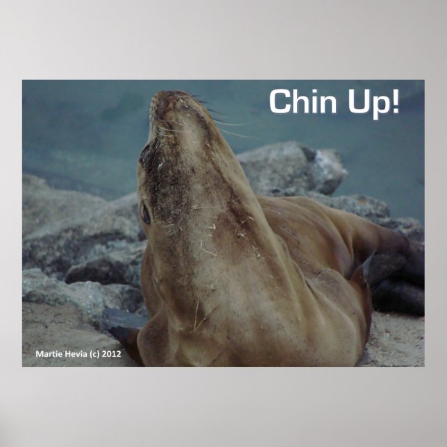 Sea Lion - Chin Up - Poster (Front)