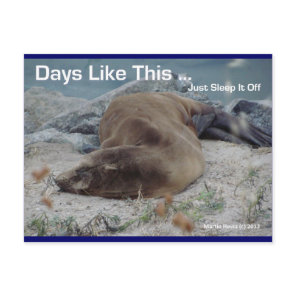 Sea Lion - Days Like This - Postcard