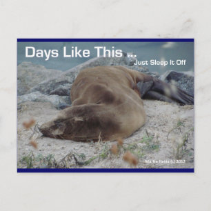 Sea Lion - Days Like This - Postcard