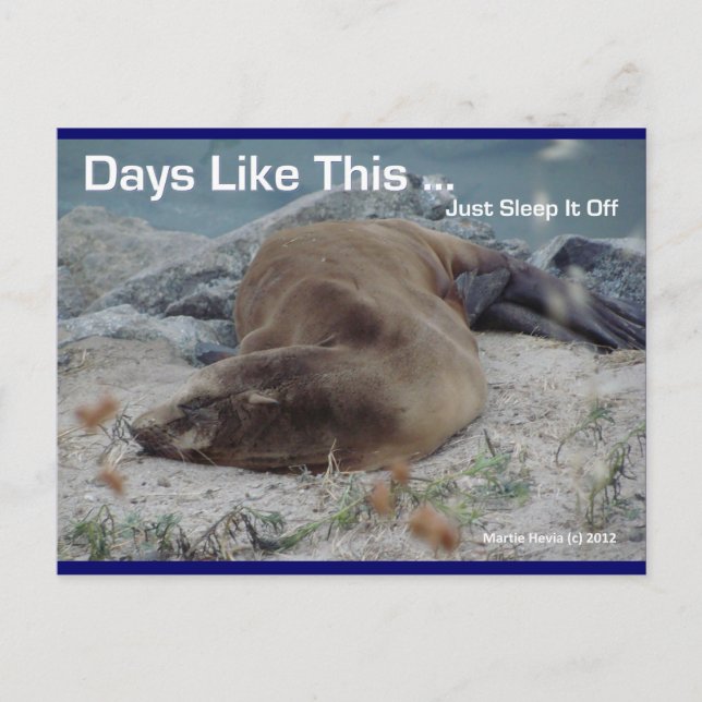 Sea Lion - Days Like This - Postcard (Front)