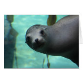 Sea lion Hi (Front Horizontal)