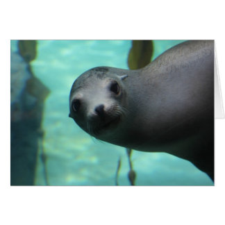 Sea lion Hi Cards
