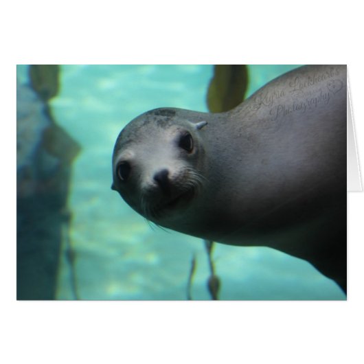 Sea lion Hi Cards (Front Horizontal)