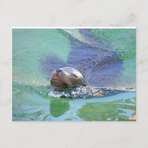 Sea Lion; In the Swim of Things! Postcard