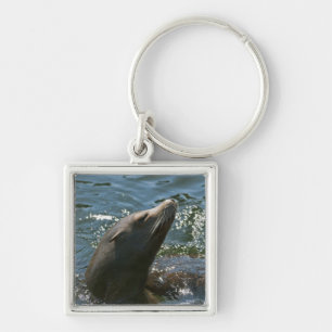 Sea Lion Keychain