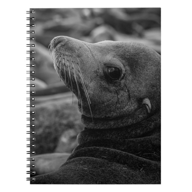 Sea Lion Looking Back - Cute Wildlife Photography Notebook (Front)