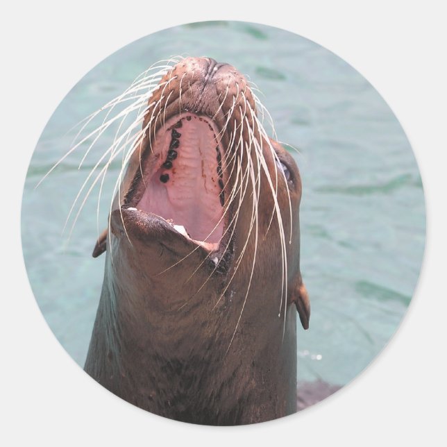 Sea Lion Mouth Open Sticker (Front)