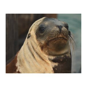 Sea Lion Portrait Wood Wall Art