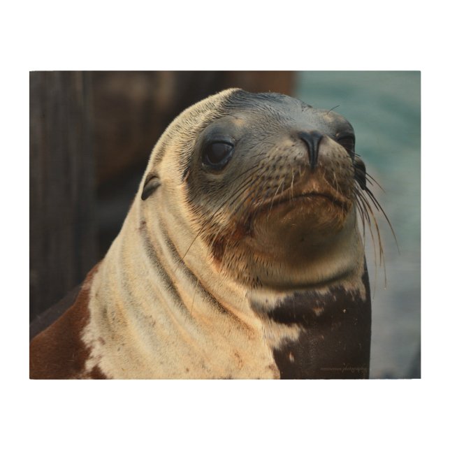Sea Lion Portrait Wood Wall Art (Front)