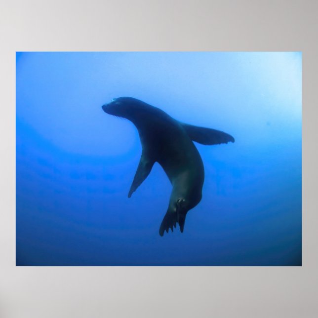 Sea Lion Pose Poster (Front)