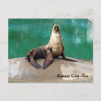 Sea Lion Post Card