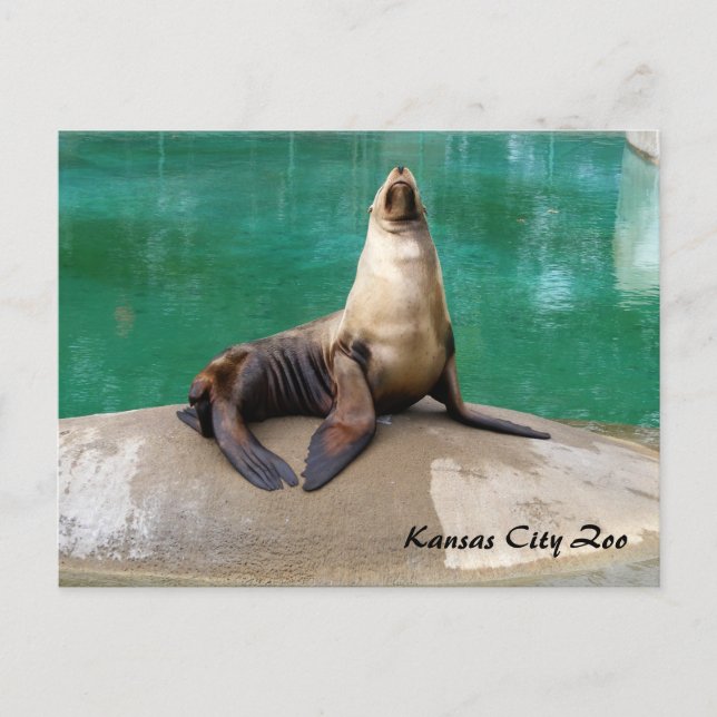 Sea Lion Post Card (Front)