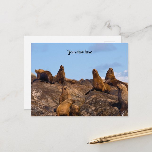 Sea Lion postcard (Front/Back In Situ)