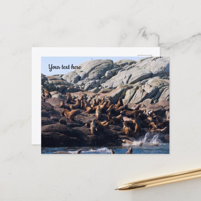 Sea Lion Postcard (Front/Back In Situ)