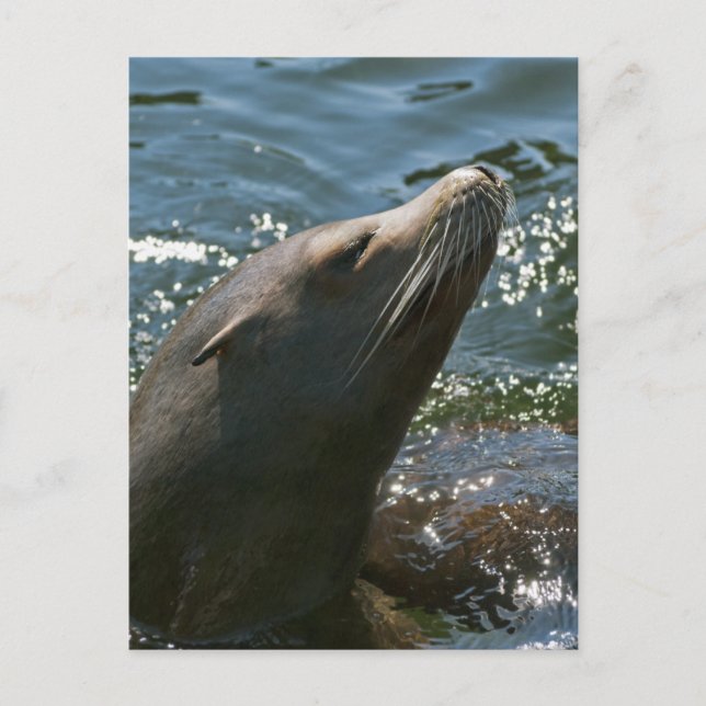 Sea Lion Postcards (Front)