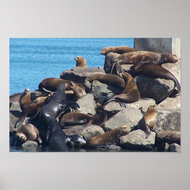 Sea Lion Poster (Front)