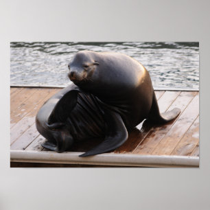 Sea lion Poster
