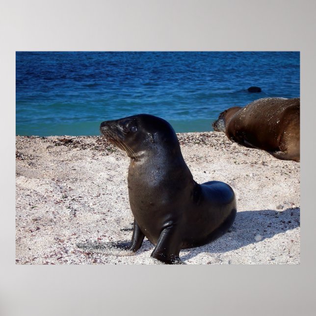 Sea Lion Pup Poster (Front)