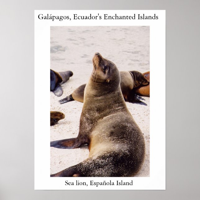 Sea lion relaxing its neck muscles poster (Front)