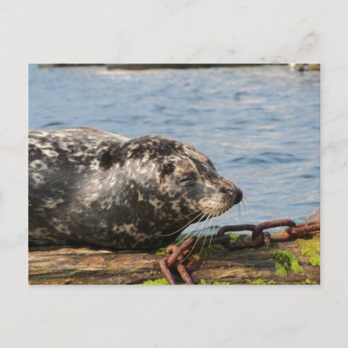 Sea Lion Resting on a Log Postcard
