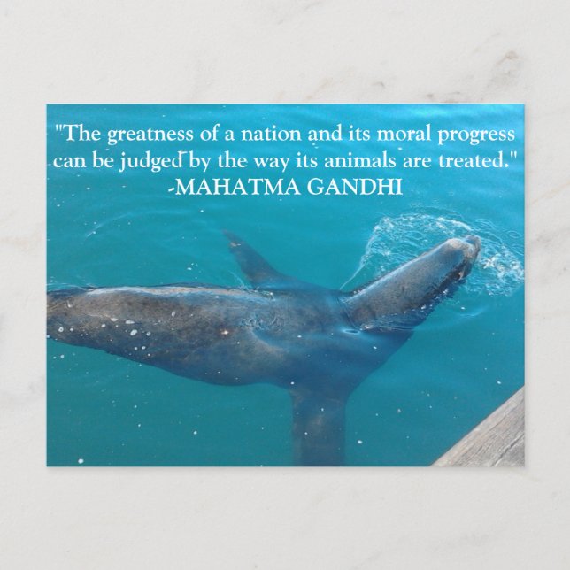 Sea Lion Swimming in Harbor with Ghandi quote Postcard (Front)