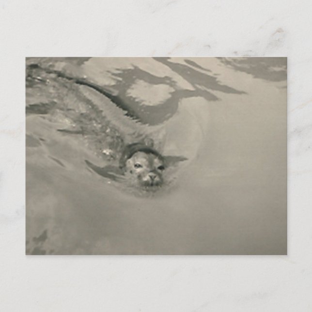 sea lion  swimming postcard (Front)