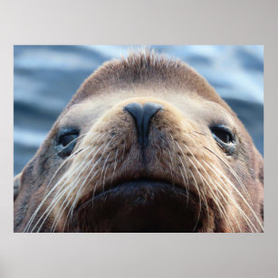 Sea Lion with a Heart Shaped Nose Poster