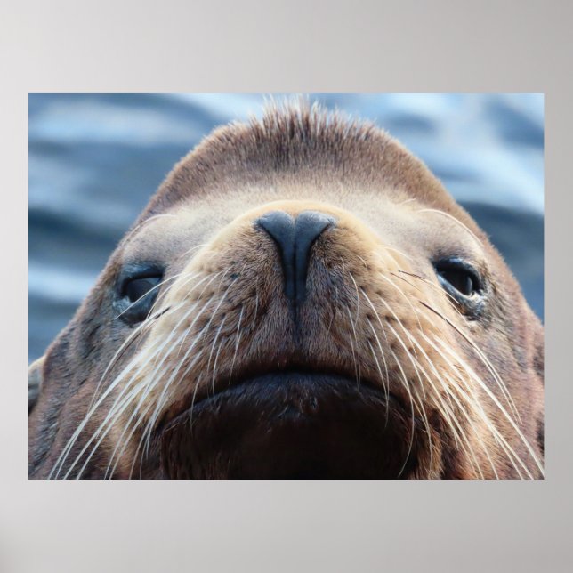 Sea Lion with a Heart Shaped Nose Poster (Front)