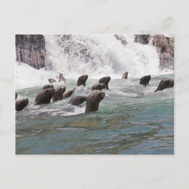 Sea lions attracted into the water to watch postcard (Front)
