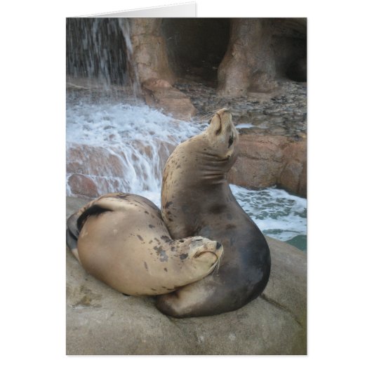 Sea Lions Cards (Front)
