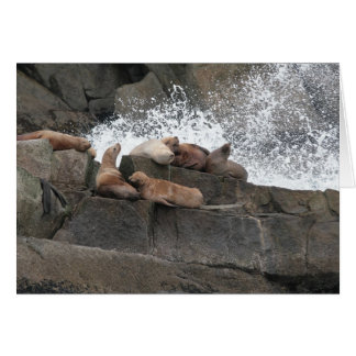 Sea Lions Cards