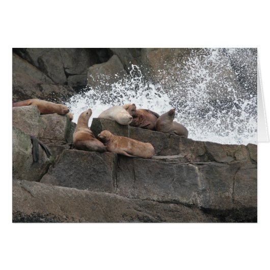 Sea Lions Cards (Front Horizontal)