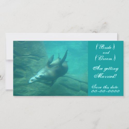 Sea Lions Customizable Save This Date Photo Card