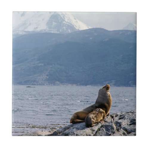 Sea lions in beagle channel _ Argentina Ceramic Tile