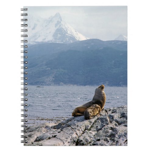 Sea lions in beagle channel _ Argentina Notebook