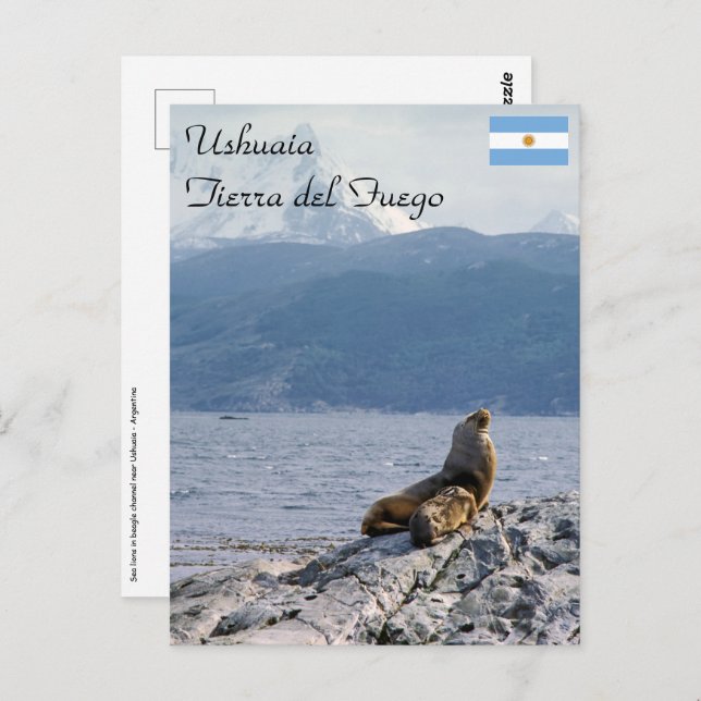 Sea lions in beagle channel - Argentina Postcard (Front/Back)