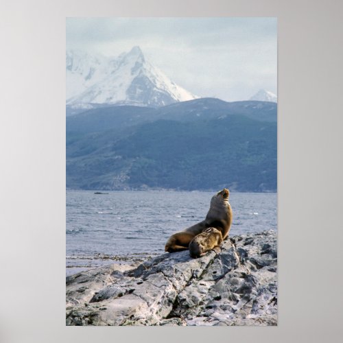 Sea lions in beagle channel _ Argentina Poster